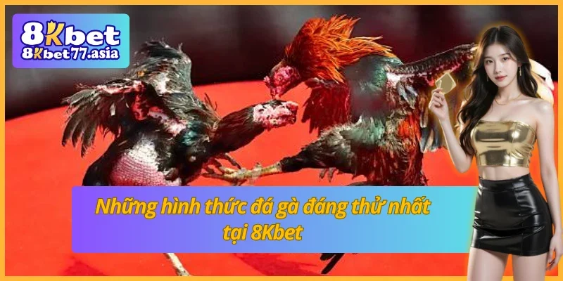 Những hình thức đá gà phổ biến tại sảnh đá gà 8Kbet 
