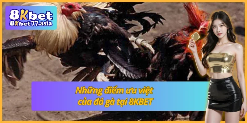 Các kèo thú vị chỉ có tại đá gà cựa tròn 8KBET
