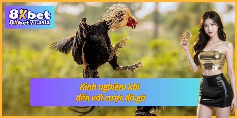 Cách đặt cược hợp lý tại đá gà cựa tròn